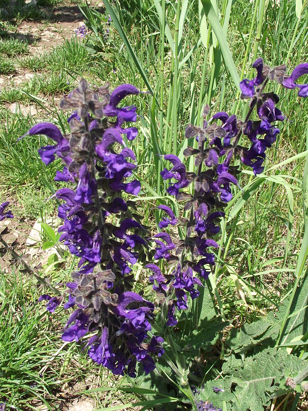 šalvia lúčna (Salvia pratensis L.)