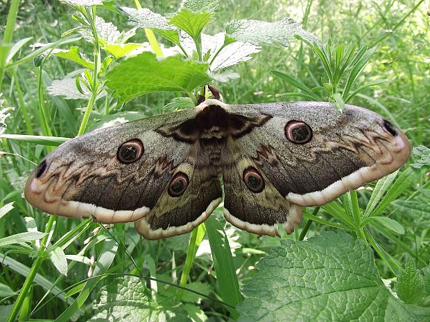 okáň hruškový    (Saturnia pyri)