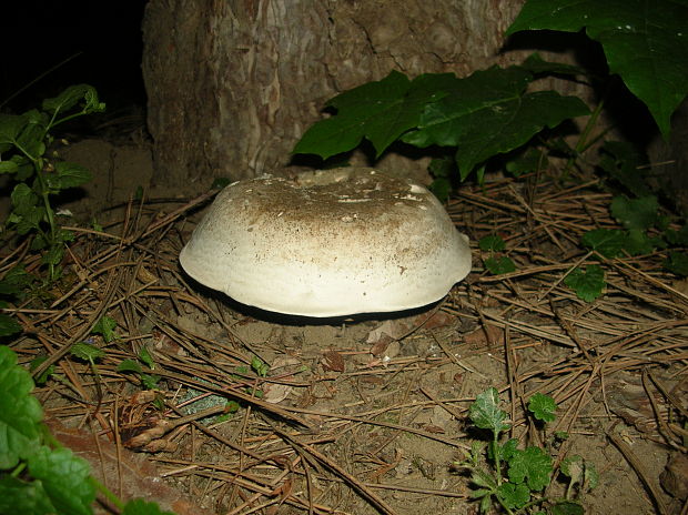 pečiarka Agaricus sp.