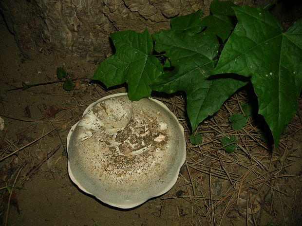 pečiarka Agaricus sp.