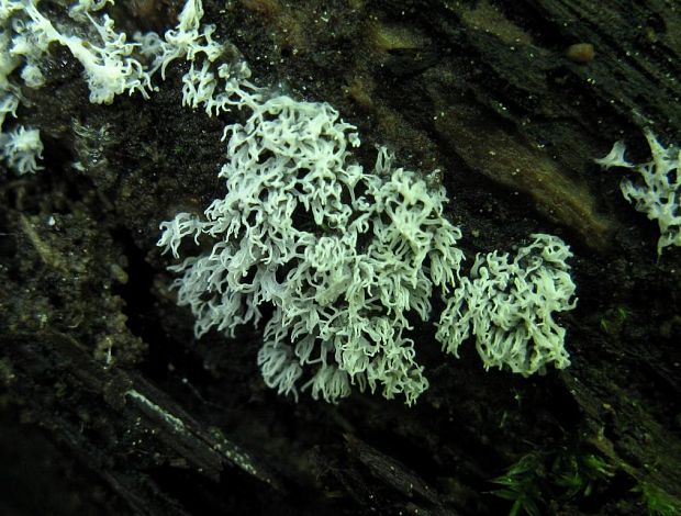 rohačka kríčkovitá Ceratiomyxa fruticulosa var. fruticulosa (O.F. Müll.) T. Macbr