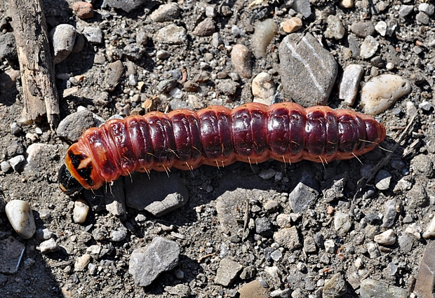 drevotoč obyčajný-húsenica Cossus cossus