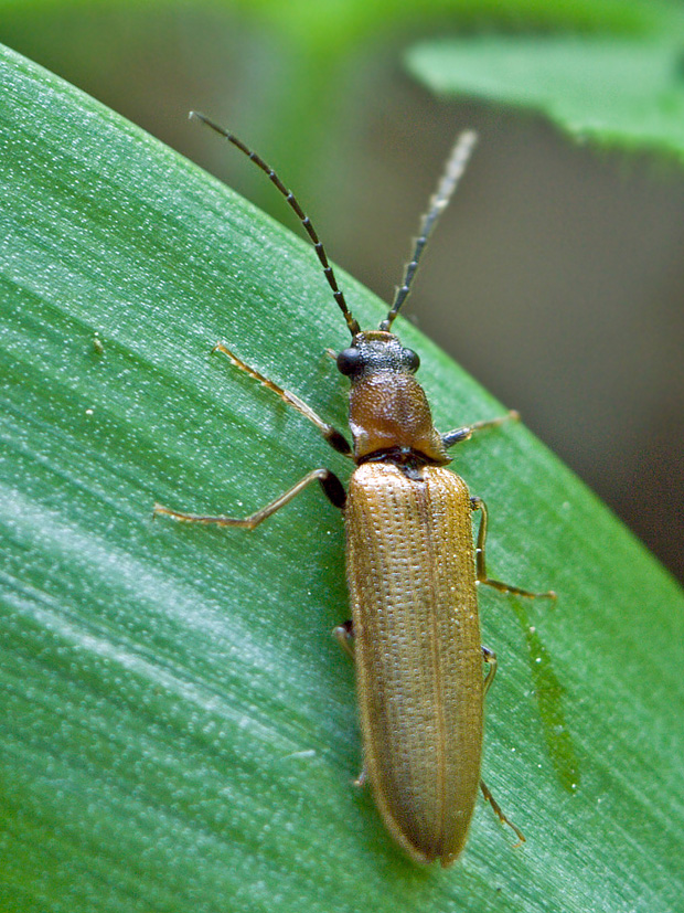 kováčik Denticollis linearis Linnaeus, 1758