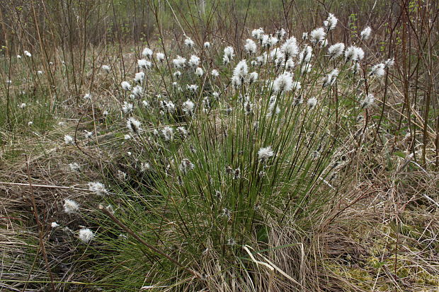 páperník pošvatý Eriophorum vaginatum L.