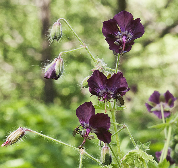 pakost hnedočervený Geranium phaeum L.