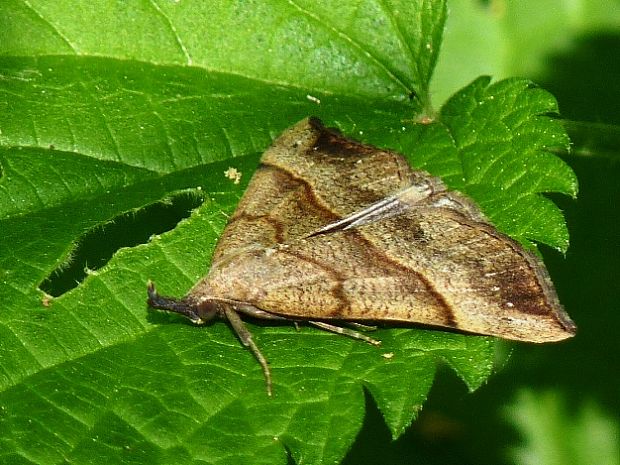 pamora žihľavová Hypena proboscidalis