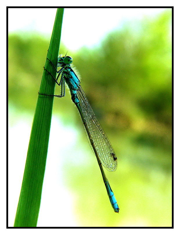 šidielko väčšie Ischnura elegans