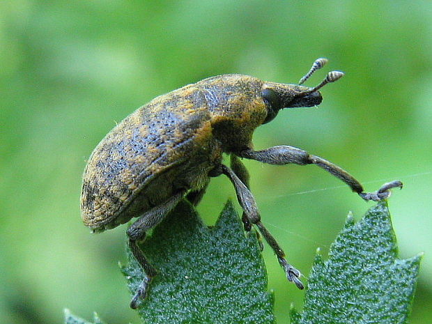 nosačik Larinus turbinatus