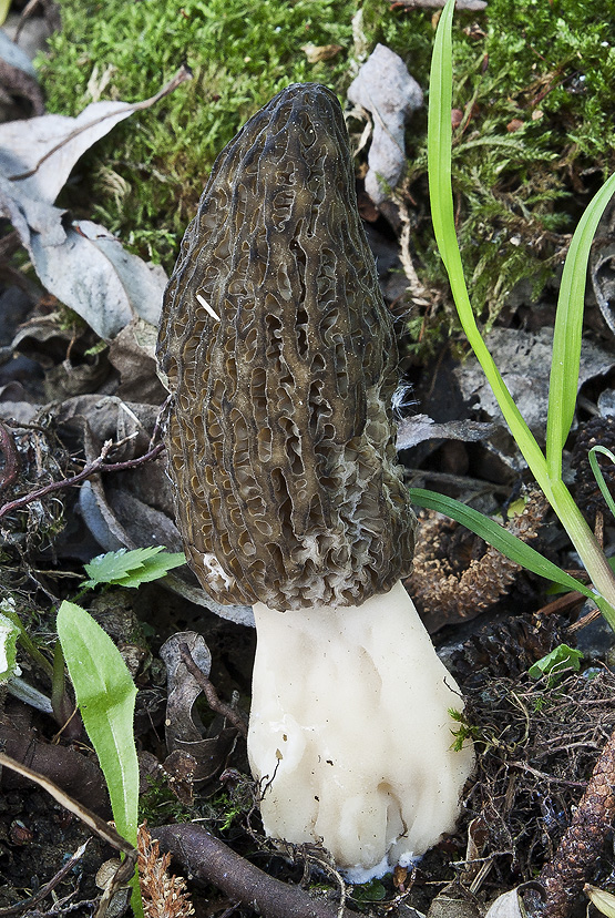 smrčok Morchella sp.