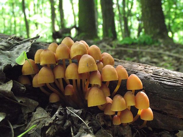 prilbička žltohlúbiková Mycena renati Quél.