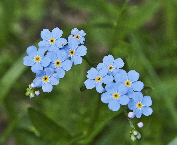 nezábudka Myosotis sp.