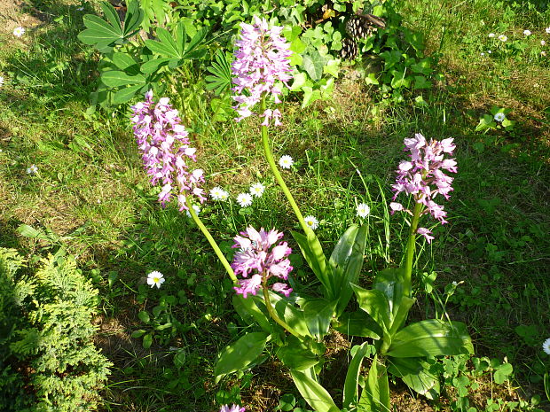 vstavač mužský poznačený Orchis mascula subsp. signifera (Vest) Soó