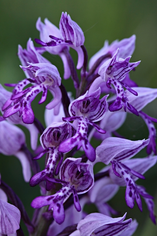 vstavač vojenský Orchis militaris L.