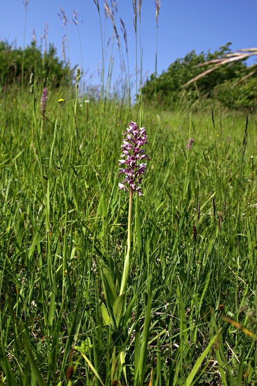 vstavač vojenský Orchis militaris L.