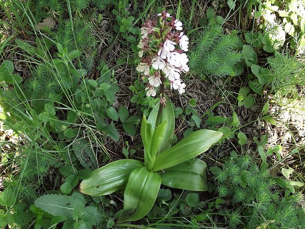 vstavač purpurový,, Orchis purpurea Huds.