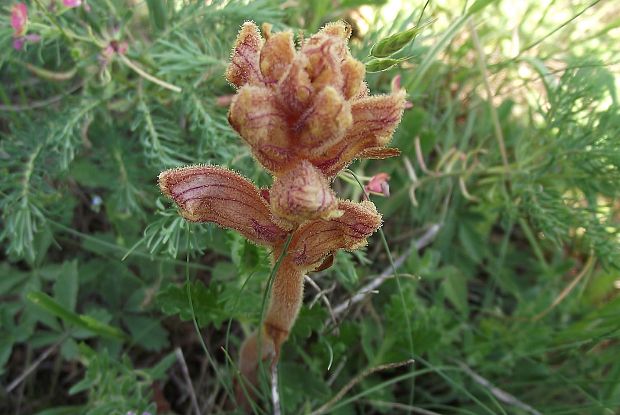 záraza biela Orobanche alba Willd.