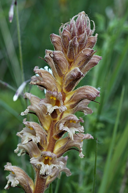 záraza žltá Orobanche lutea Baumg.