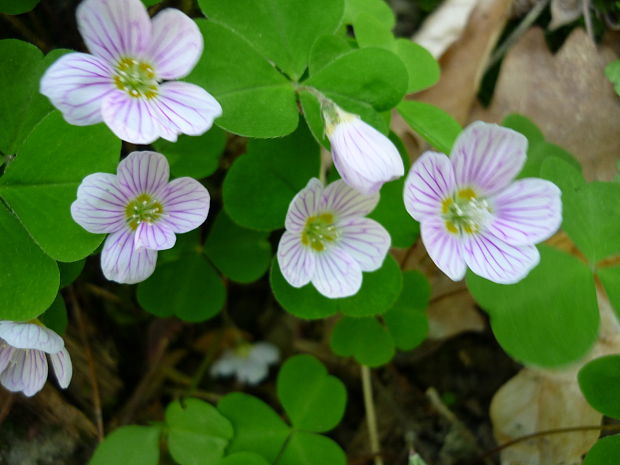 kyselička obyčajná Oxalis acetosella L.