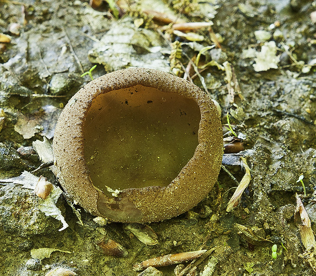 čiaška Peziza sp.