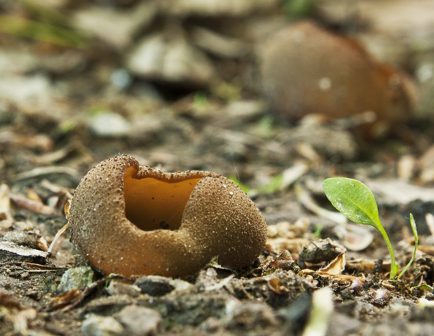 čiaška Peziza sp.