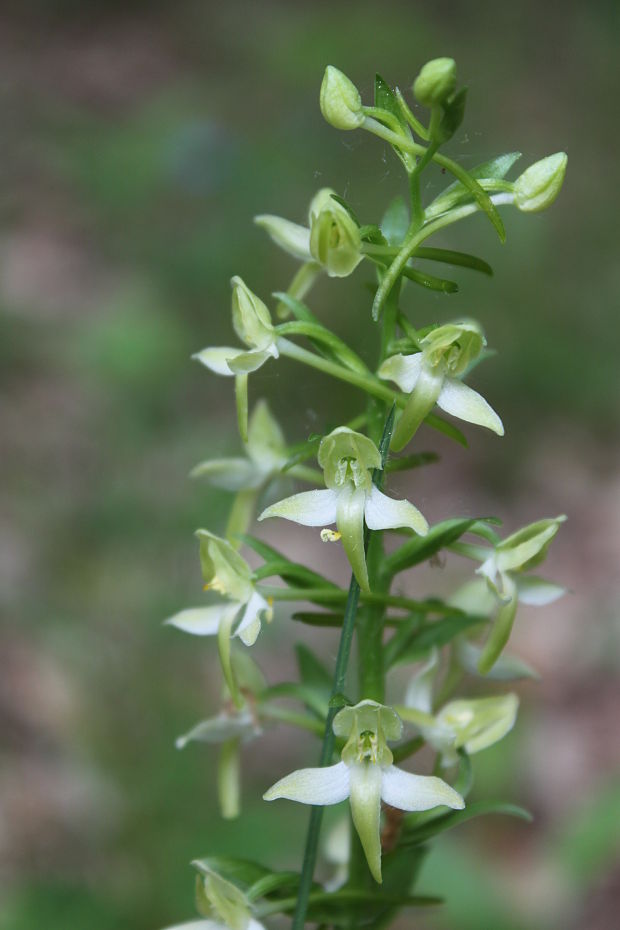 vemenník dvojlistý Platanthera bifolia (L.) Rich.