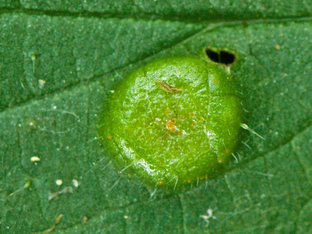 hrdza Puccinia sp.