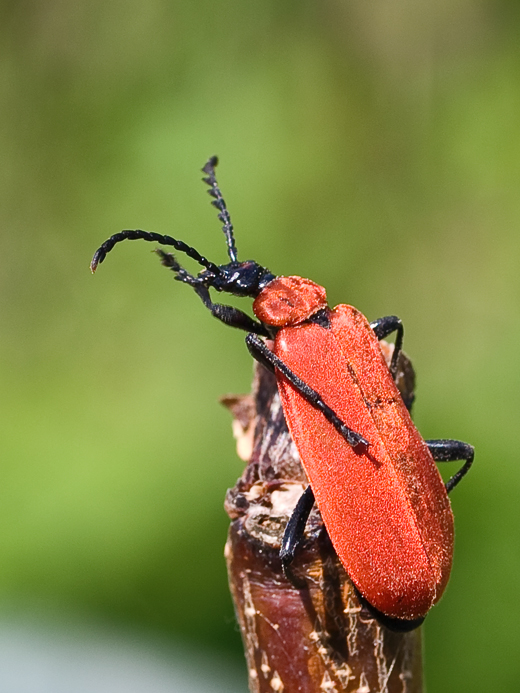 červenáčik ohnivý  Pyrochroa coccinea Linnaeus, 1761
