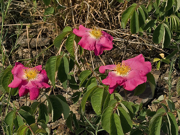 ruža galská  Rosa gallica L.