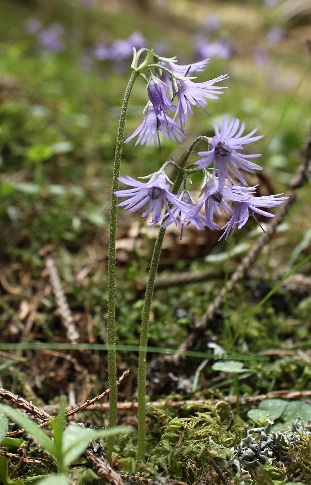 soldanelka Soldanella sp.