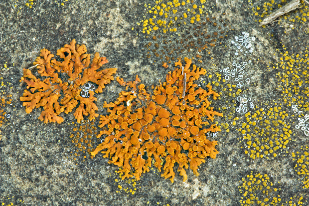 diskovník oranžový Xanthoria elegans (Link) Th. Fr.