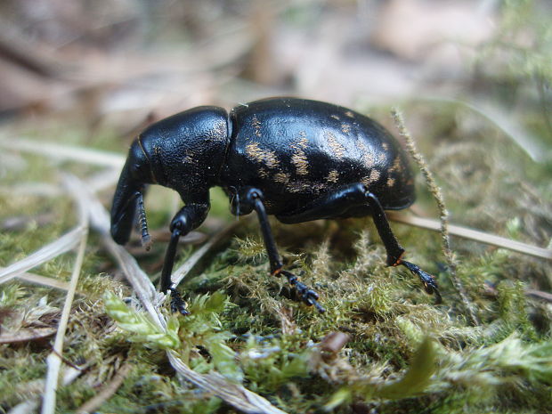 tvrdoň smrekový hylobius abietis