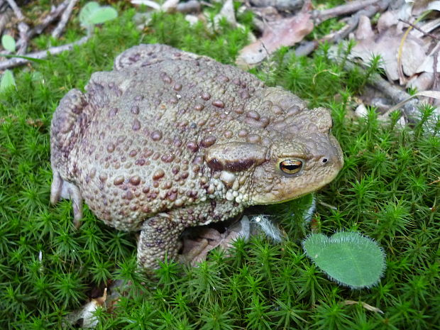 ropucha bradavičnatá