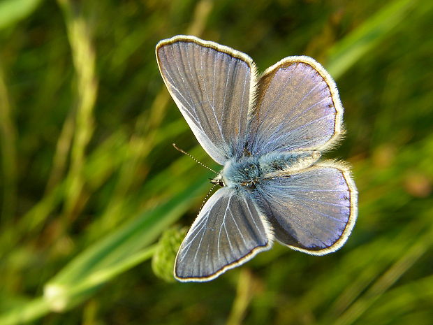 modráčik obyčajný (Polyommatus icarus)