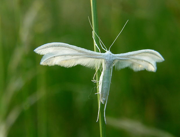 pierkavec povojový (Pterophorus pentadactyla)