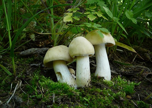 čírovnica májová Calocybe gambosa (Fr.) Donk