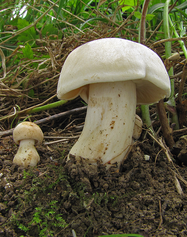 čírovnica májová Calocybe gambosa (Fr.) Donk