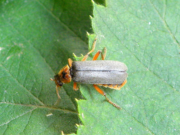 snehulčík  Cantharis nigricans