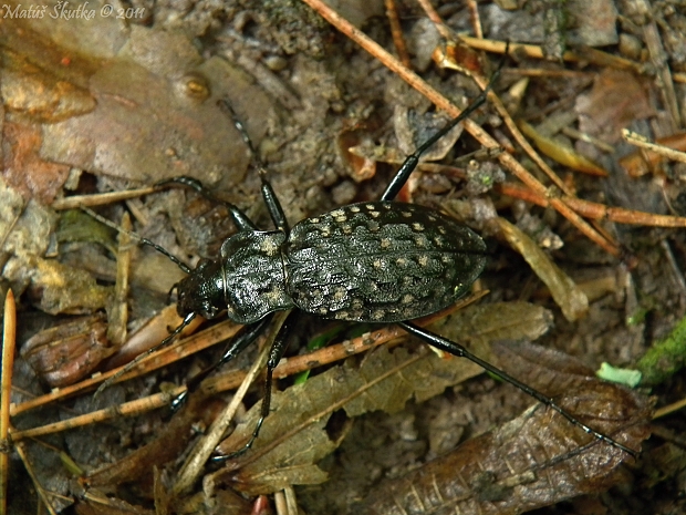 bystruška potočná Carabus variolosus