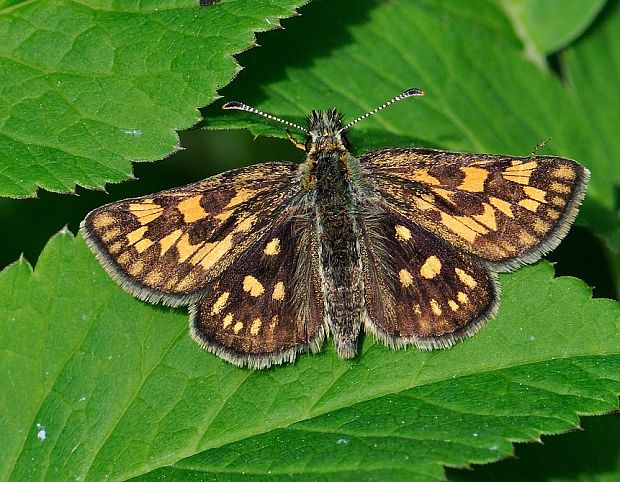 súmračník skorocelový Carterocephalus palaemon