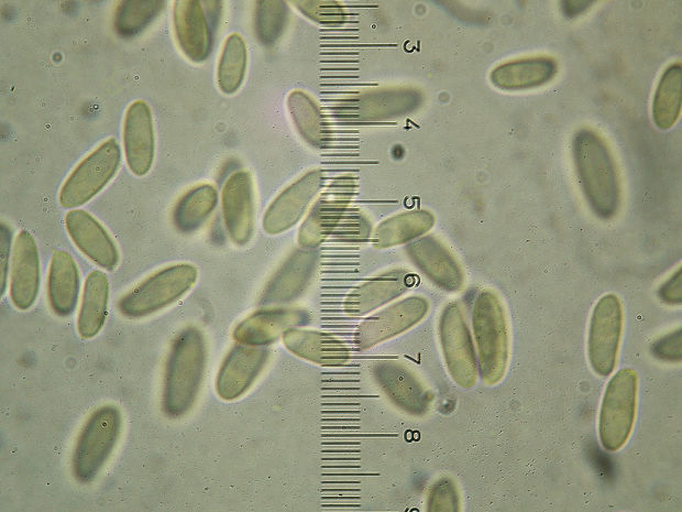 trúdnik šupinatý Cerioporus squamosus (Huds.) Quél.