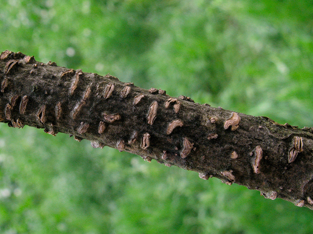 kolpóma dubová Colpoma quercinum (Pers.) Wallr.