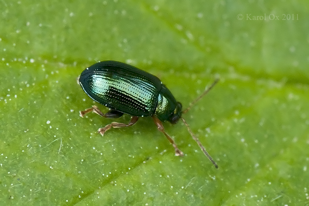 liskavka Crepidodera fulvicornis Fabricius, 1792