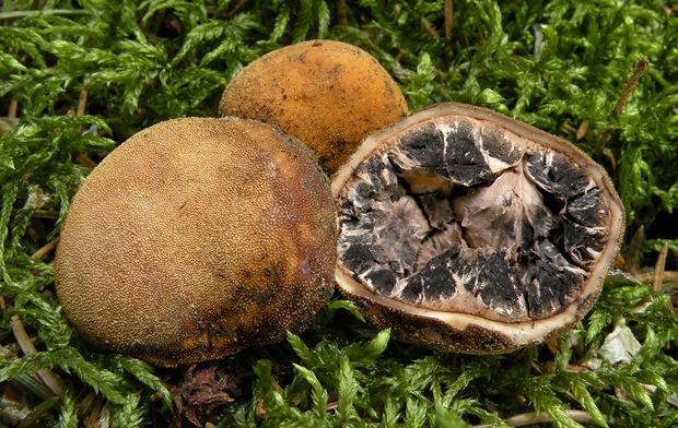 srnka obyčajná Elaphomyces granulatus Fr.