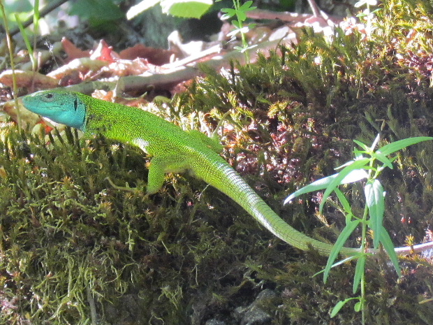 jašterica zelená Lacerta viridis