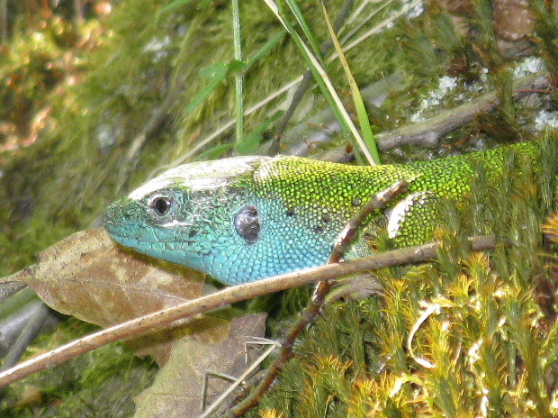 jašterica zelená Lacerta viridis