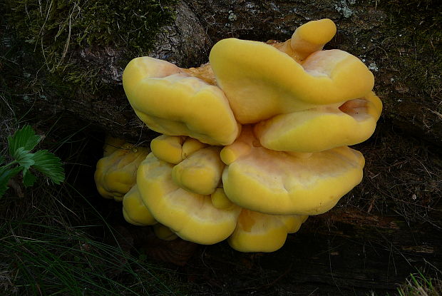 sírovec obyčajný Laetiporus sulphureus (Bull.) Murrill