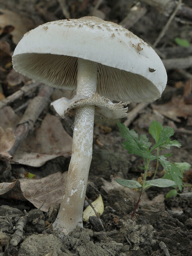 bedľa štíhla Macrolepiota mastoidea (Fr.) Singer