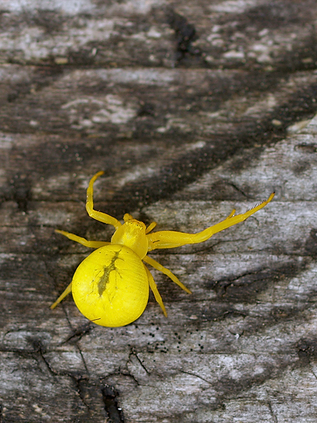 kvetárik dvojtvarý Misumena vatia