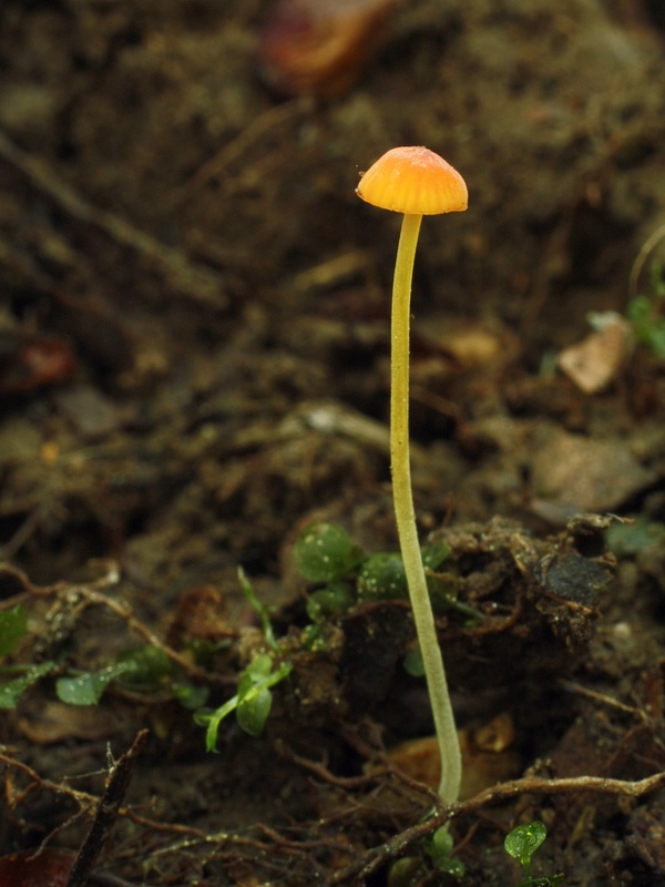 prilbička ihličková Mycena acicula (Schaeff.) P. Kumm.