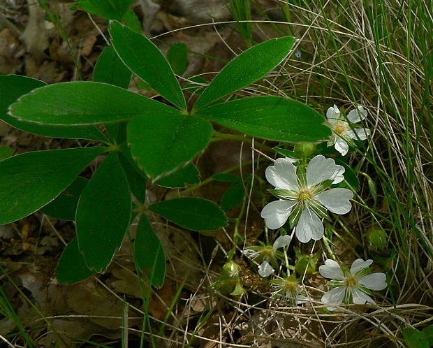 nátržník biely - mochna bílá Potentilla alba L.